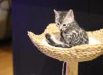 Silver Bengal - Bengal Kitten For Sale - Jefferson&comma; TX&comma; US