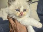 Afroditedolls Curry - Ragdoll Kitten For Sale - Bradenton&comma; FL&comma; US