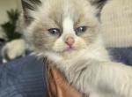 Afroditedolls Cinnamon - Ragdoll Kitten For Sale - Bradenton&comma; FL&comma; US