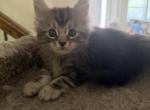 Silver tabby male - Maine Coon Kitten For Sale - Chapel Hill&comma; NC&comma; US