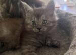Smoke grey polydactyl male - Maine Coon Kitten For Sale - Chapel Hill&comma; NC&comma; US
