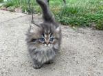 Litter A - Munchkin Kitten For Sale - 