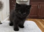 Litter c - Munchkin Kitten For Sale - Ny&comma; NY&comma; US