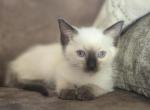 Sunny - Siamese Kitten For Sale - Myerstown&comma; PA&comma; US