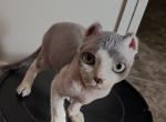Panda - Sphynx Kitten For Sale - 