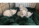 White blue eyes Siamese kittens - Siamese Kitten For Sale - Harrisburg&comma; PA&comma; US