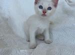 Mozzarella - American Shorthair Kitten For Sale - 
