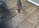 Kitty Litter - American Shorthair Kitten For Sale - Anniston&comma; AL&comma; US