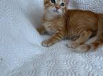 Cheeto - American Shorthair Kitten For Sale - 