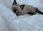Buttermilk - American Shorthair Kitten For Sale - Conway&comma; AR&comma; US