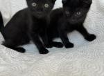 Missy - American Shorthair Kitten For Sale - Conway&comma; AR&comma; US