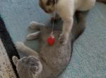Scottish Kitten - Scottish Fold Kitten For Sale - Sacramento&comma; CA&comma; US