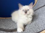 Blue Mitted Ragdoll - Ragdoll Kitten For Sale - Laurel&comma; MD&comma; US