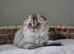 Kai - Scottish Fold Kitten For Sale - Henderson&comma; NV&comma; US