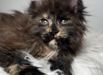 Only You - Polydactyl Kitten For Sale - Charlotte&comma; NC&comma; US