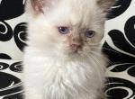 Rolo not ready yet - British Shorthair Kitten For Sale - AZ&comma; US