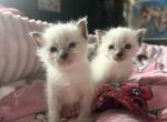 One Female kitten ragdoll simease mix - Ragdoll Kitten For Sale - Providence&comma; RI&comma; US