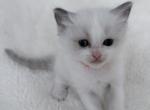 Peach - Ragdoll Kitten For Sale - 