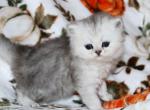 Soren - Persian Kitten For Sale - 