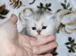 Spencer - Persian Kitten For Sale - Boiling Springs&comma; PA&comma; US