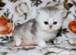 Sawyer - Persian Kitten For Sale - 