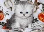Stella - Persian Kitten For Sale - Boiling Springs&comma; PA&comma; US