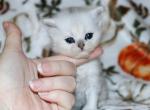 Sophie - Persian Kitten For Sale - Boiling Springs&comma; PA&comma; US