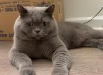 British shorthair STUD - British Shorthair Cat For Sale - Indian Trail&comma; NC&comma; US