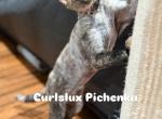 Pichenka - Devon Rex Cat For Sale - 