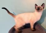 OREO - Siamese Kitten For Sale - Morristown&comma; NJ&comma; US