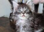 Luna - Maine Coon Kitten For Sale - Brooklyn&comma; NY&comma; US