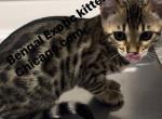 Bengal kitten  charcoal Silver  female - Bengal Kitten For Sale - IL&comma; US