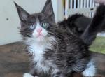 Oxy - Maine Coon Kitten For Sale - 