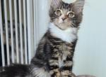Lulu - Maine Coon Kitten For Sale - Brooklyn&comma; NY&comma; US