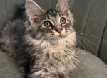 Kristoff  Polydactyl - Maine Coon Kitten For Sale - Villa Rica&comma; GA&comma; US