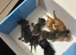 4 kittens various colors - American Shorthair Kitten For Sale - Baton Rouge&comma; LA&comma; US