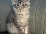 Hans Black Silver tabby Maine coon - Maine Coon Kitten For Sale - 