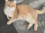 Zoya - British Shorthair Cat For Adoption - Fishers&comma; IN&comma; US