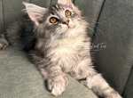 Anna Polydactyl Black Silver Tabby Maine Coon - Maine Coon Kitten For Sale - Villa Rica&comma; GA&comma; US
