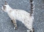 Seal Point Lynx Bengal - Bengal Kitten For Sale - Marysville&comma; WA&comma; US