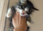 You name him - Maine Coon Kitten For Sale - 