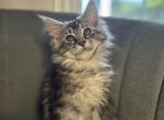 Elsa Polydactyl Black Silver Tabby Maine Coon - Maine Coon Kitten For Sale - Villa Rica&comma; GA&comma; US