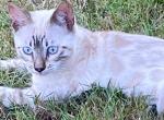 Seal Point Lynx Bengal - Bengal Kitten For Sale - Marysville&comma; WA&comma; US