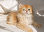 British Longhair Female Golden - British Shorthair Kitten For Sale - Irvine&comma; CA&comma; US
