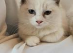 Sophie Bicolor Female Ragdoll - Ragdoll Kitten For Sale - Travelers Rest&comma; SC&comma; US