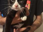 Both boys - Domestic Kitten For Sale - South Windsor&comma; CT&comma; US
