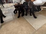 Lalo skunk cookie - Domestic Kitten For Sale - Port Richey&comma; FL&comma; US