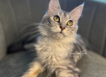 Salt - Maine Coon Cat For Sale/Service - Villa Rica&comma; GA&comma; US