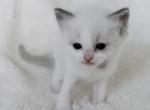 Pearl - Ragdoll Kitten For Sale - 