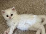 Dolce - Domestic Kitten For Adoption - 